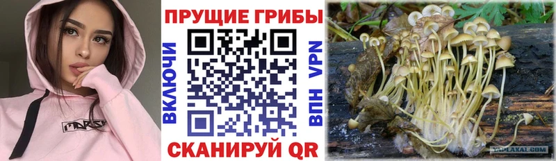 Псилоцибиновые грибы Cubensis  kraken как зайти  Вичуга 