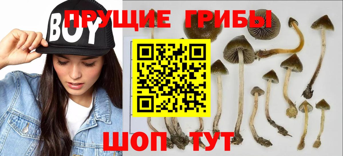 закладка  Псилоцибиновые грибы мицелий  Вход с VPN  Вичуга 